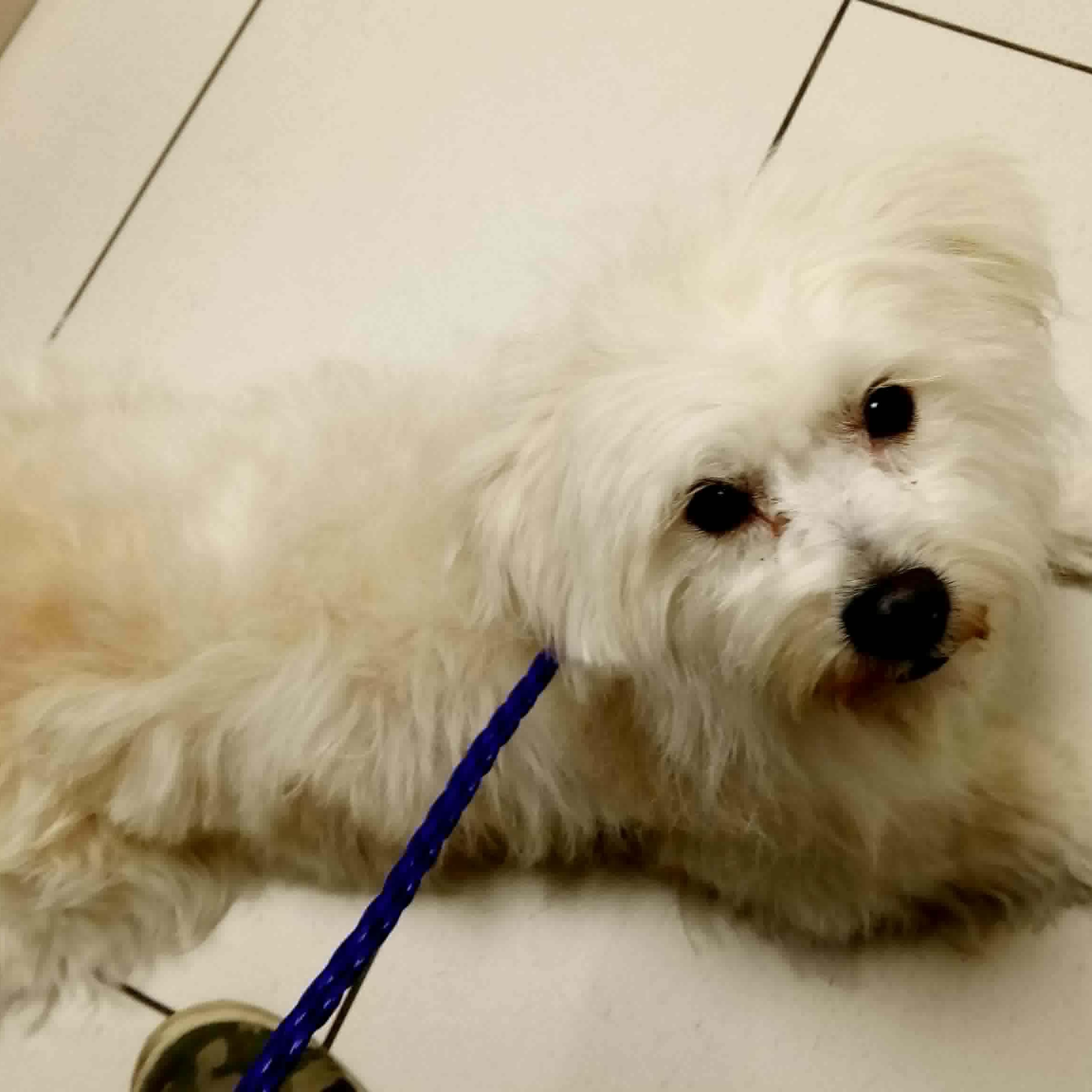 Bonbon, a ADOPTABLE mixed breed in Homer Glen, IL image 2/6