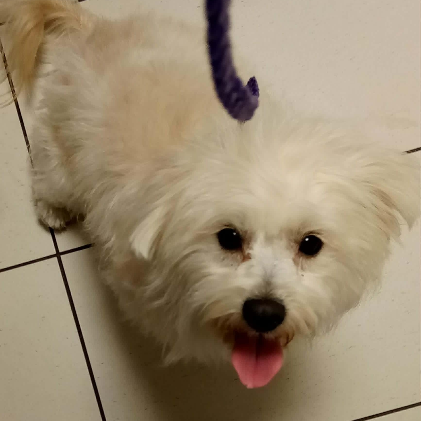 Bonbon, a ADOPTABLE mixed breed in Homer Glen, IL image 3/6