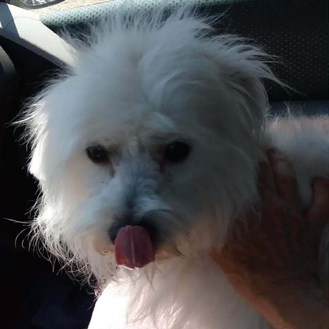 Bonbon, a ADOPTABLE mixed breed in Homer Glen, IL image 5/6