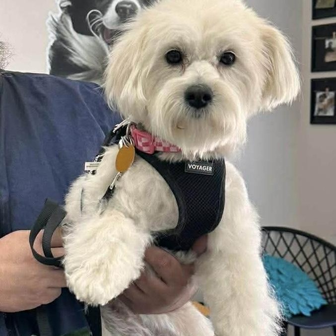 Bonbon, adopted, Young Female Maltese.