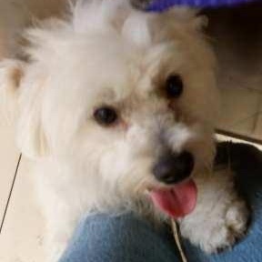 Bonbon, a ADOPTABLE mixed breed in Homer Glen, IL image 4/6