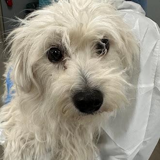 Bonbon, ADOPTABLE, Young Female Maltese.