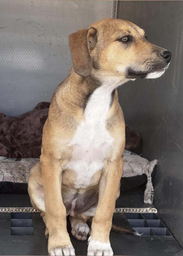 Georgia — thumbnail 4