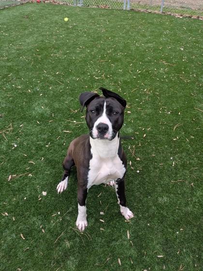 Torvi, Adoptable, Young Female Mixed Breed & Mixed Breed.