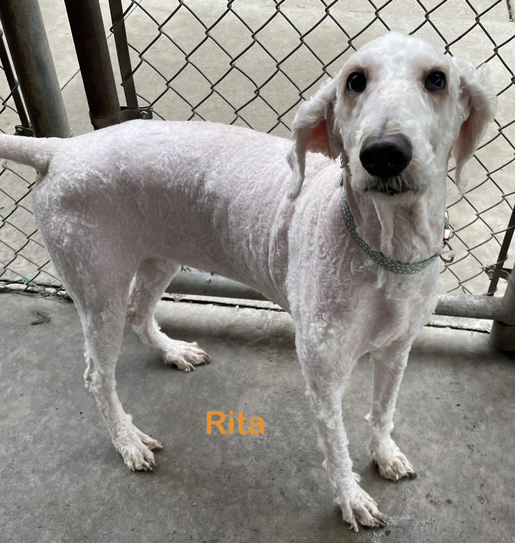 Rita ADOPTED, an adopted Poodle in Canton, OH image 1/4