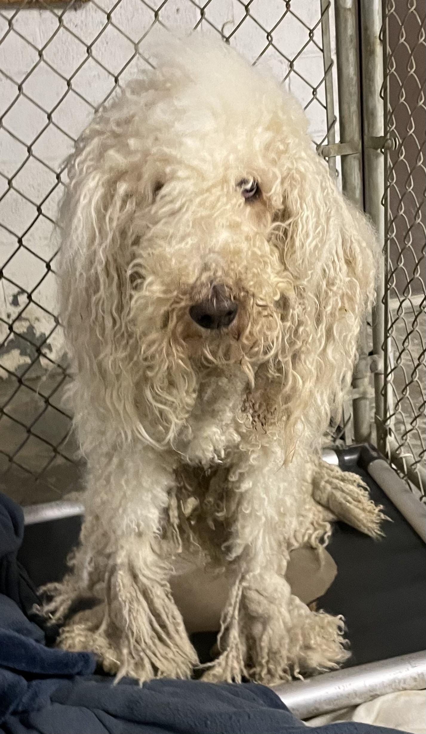 Rita ADOPTED, an adopted Poodle in Canton, OH image 3/4