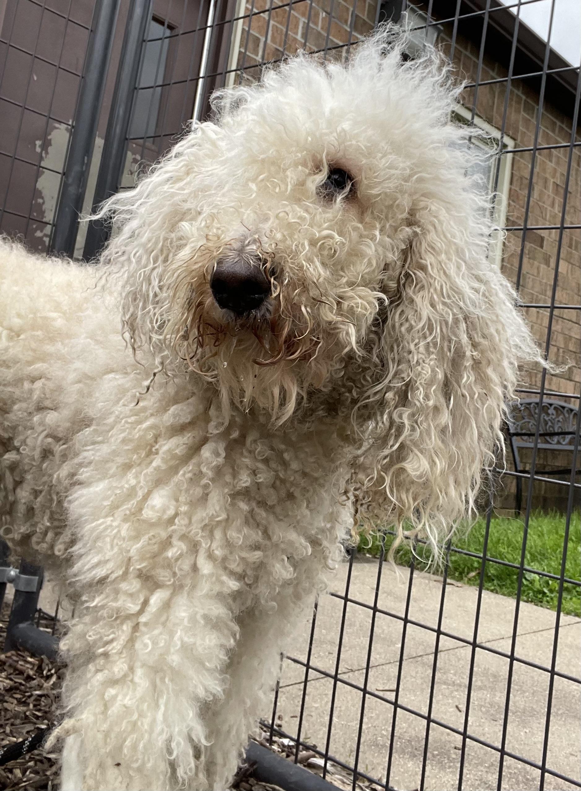 Rita ADOPTED, an adopted Poodle in Canton, OH image 4/4