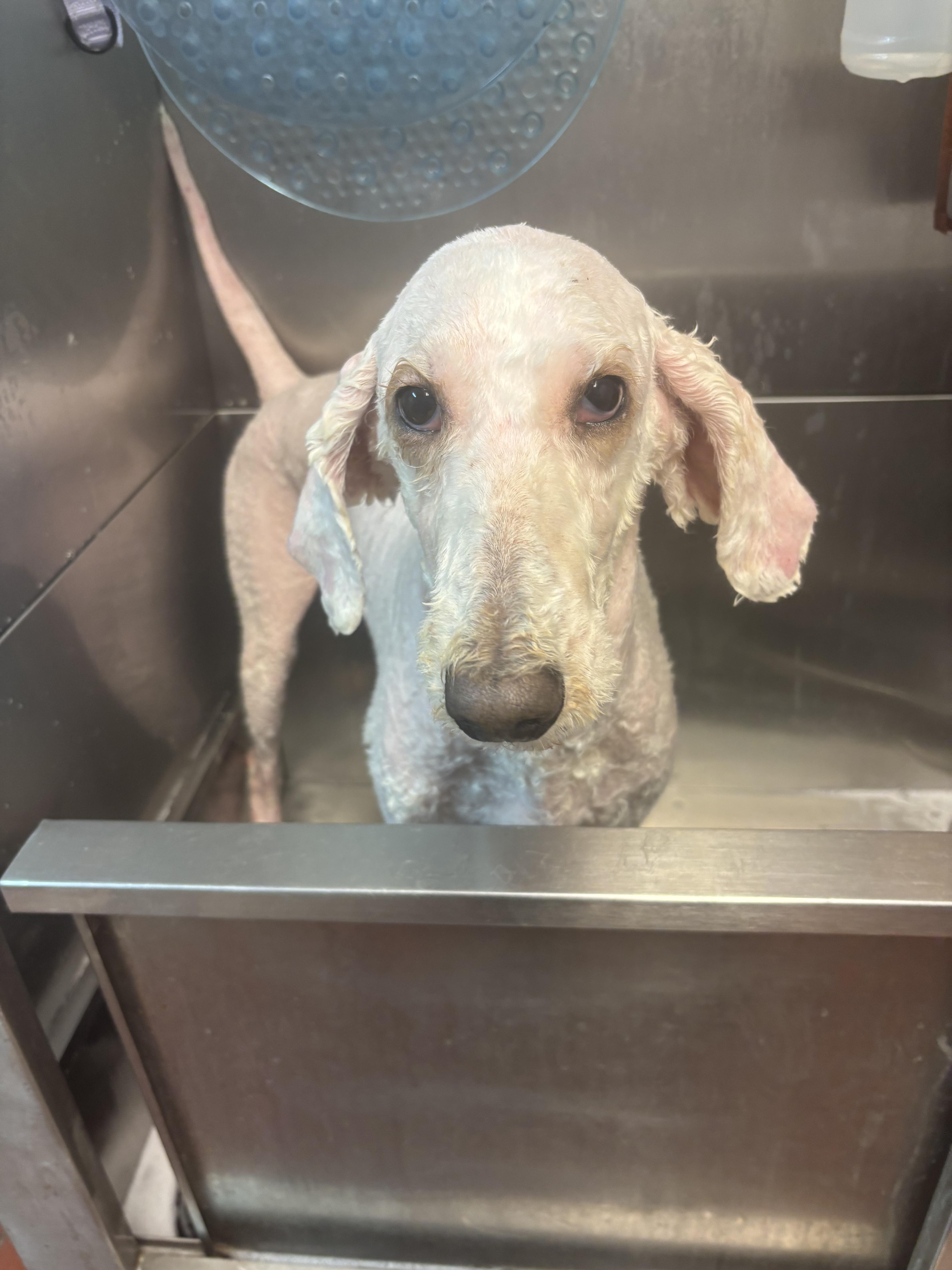Rita ADOPTED, an adopted Poodle in Canton, OH image 2/4