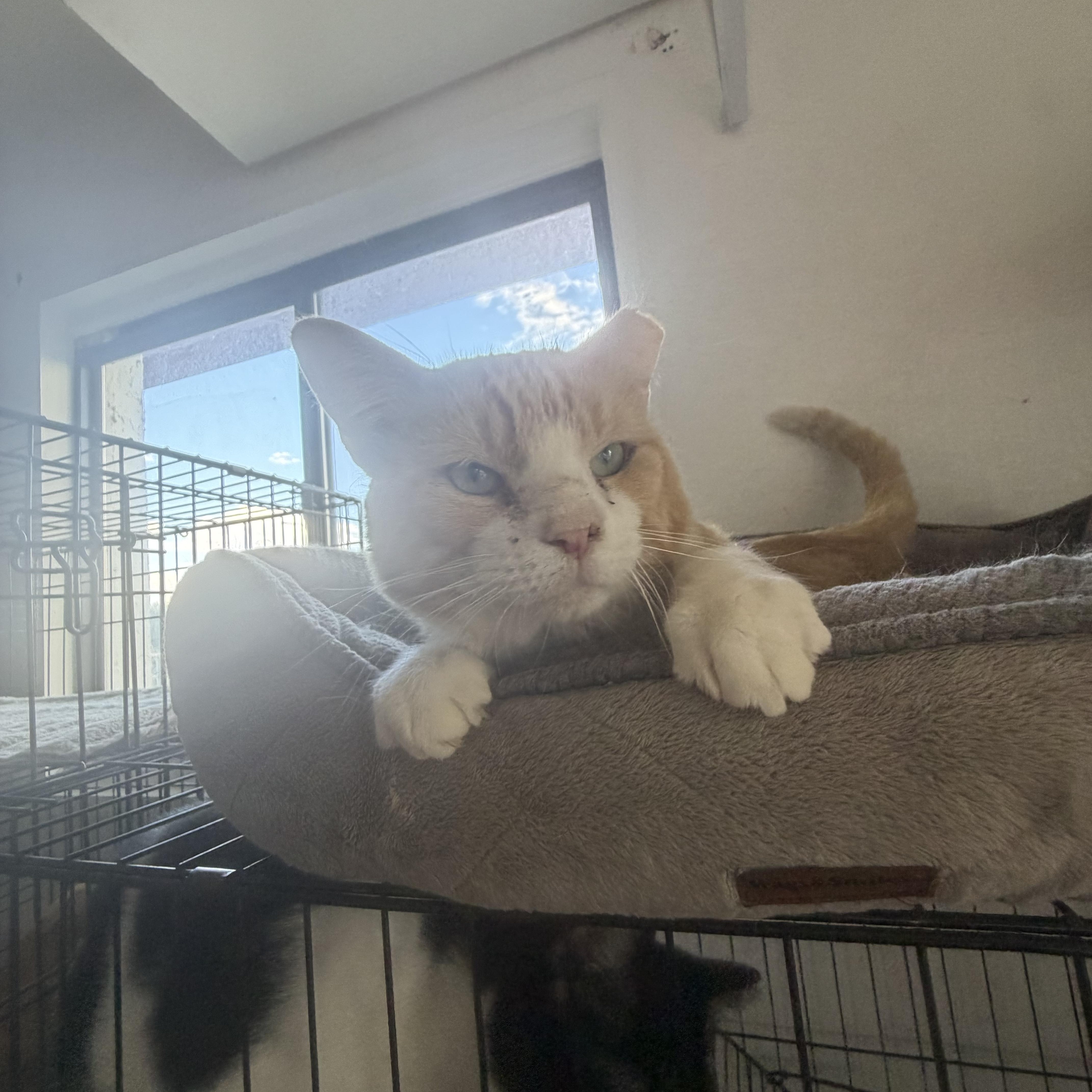 Enlarge Julius, a Adoptable American Shorthair in Las Cruces, NM image 2/2