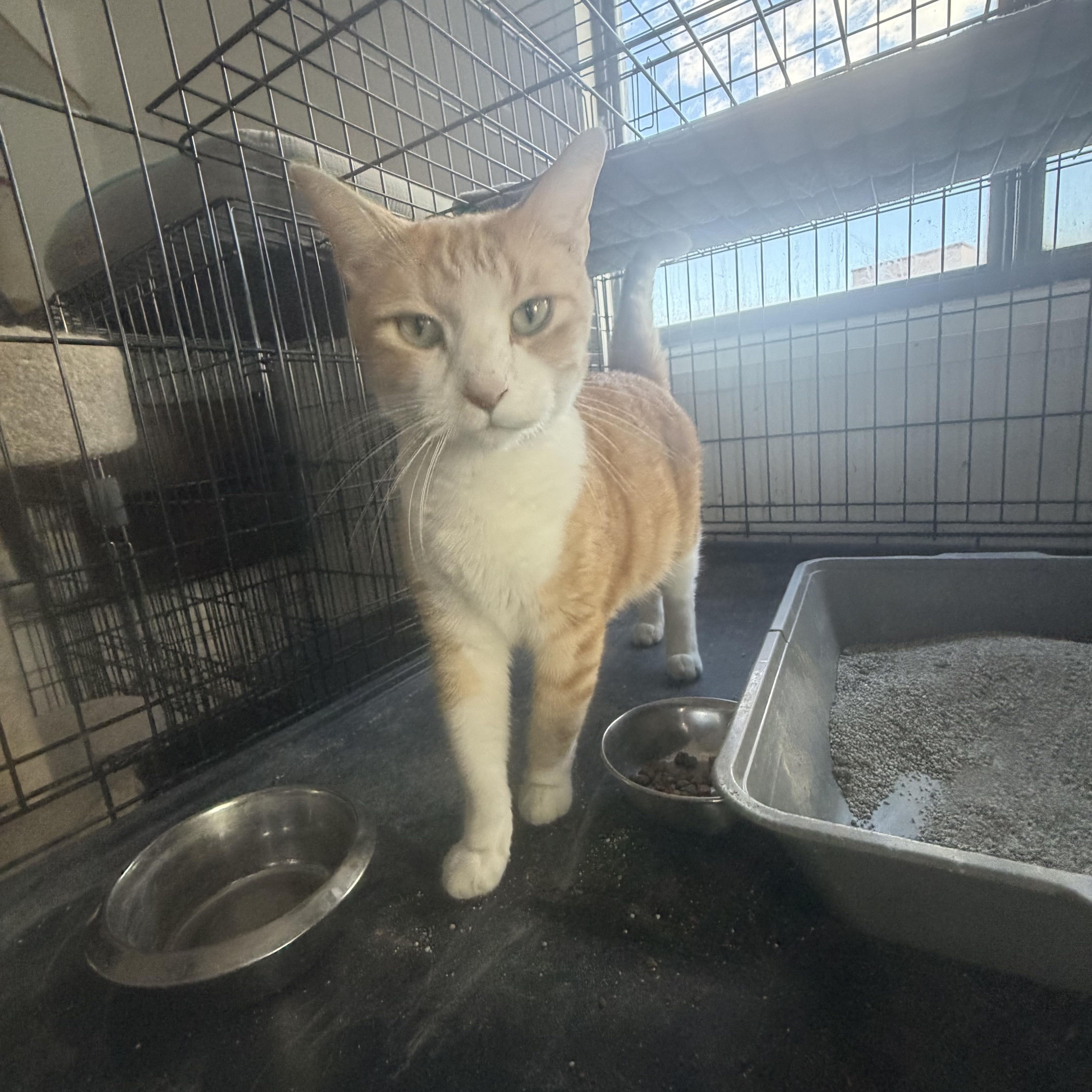 Enlarge Julius, a Adoptable American Shorthair in Las Cruces, NM image 1/2