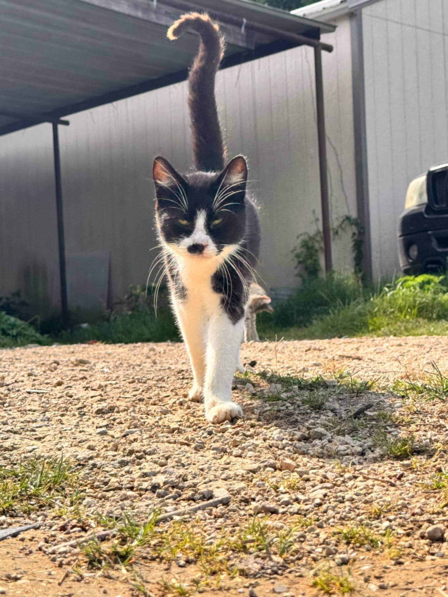 Enlarge Pistachio, a Adoptable Domestic Short Hair in Mount Pleasant, TX image 1/1