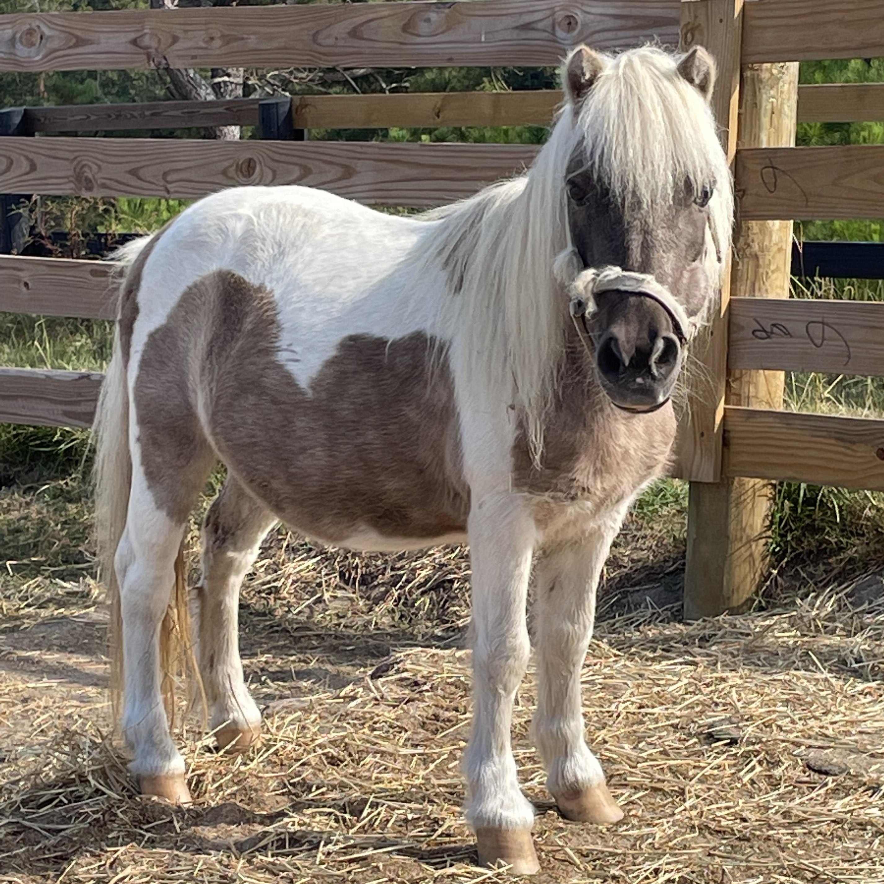 Cocoa, a Adopted Miniature Horse in Aiken, SC image 1/3