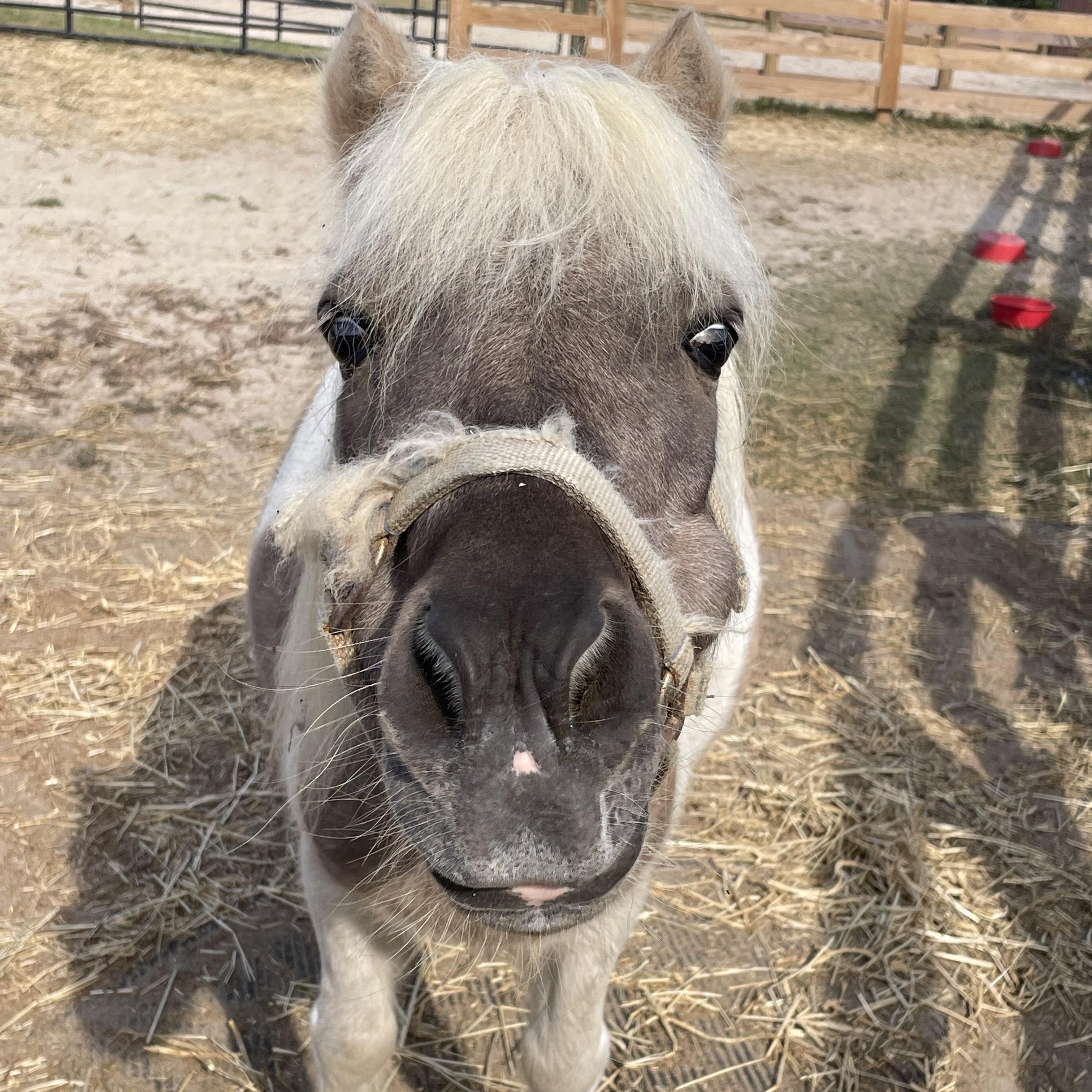 Cocoa, a Adopted Miniature Horse in Aiken, SC image 2/3