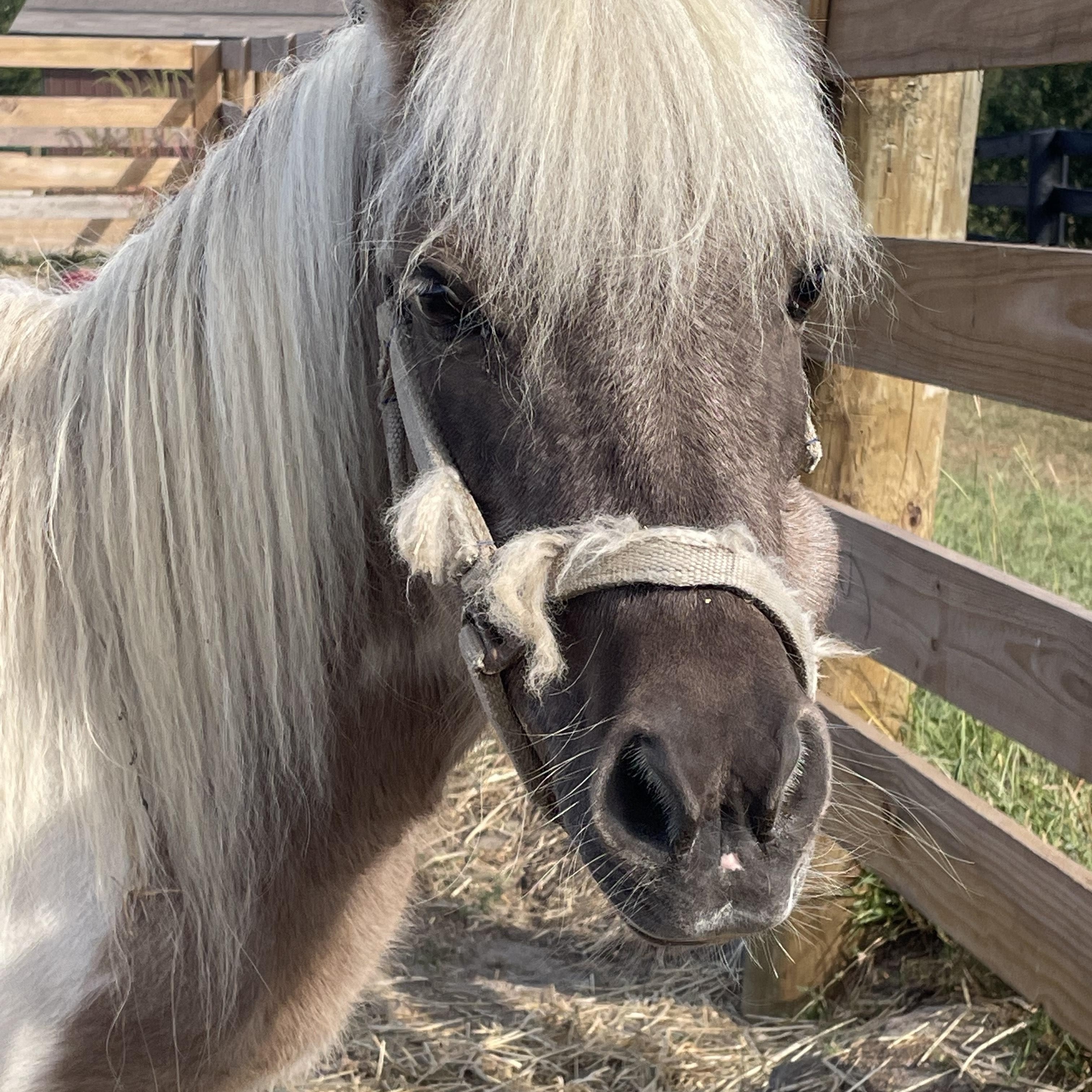 Cocoa, a Adopted Miniature Horse in Aiken, SC image 3/3