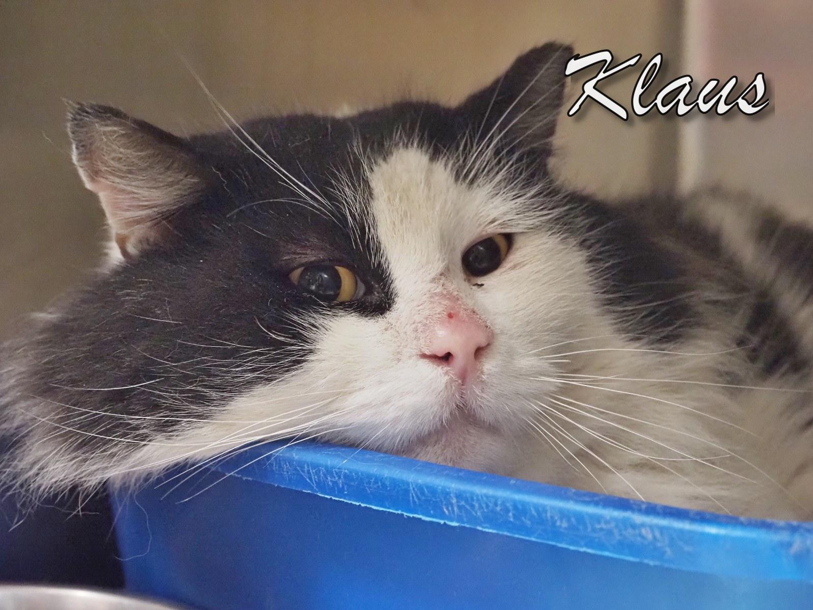 Klaus thumbnail 2