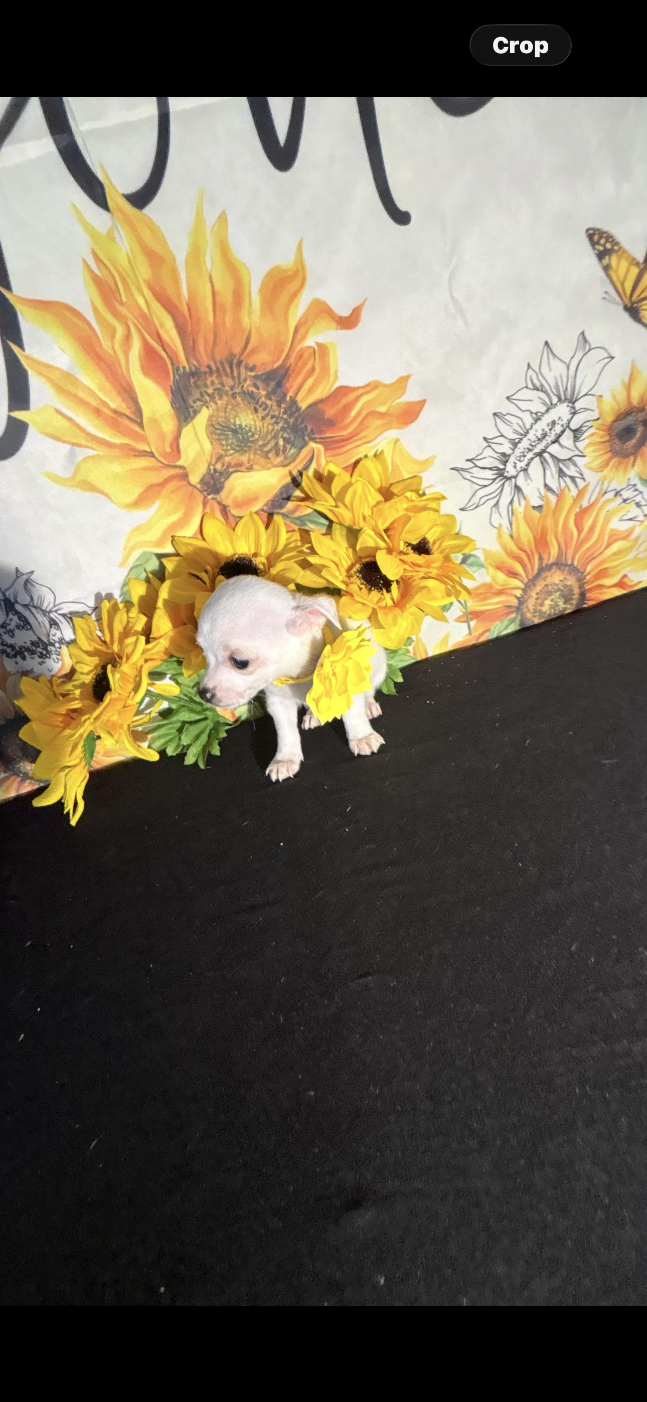 Leilani , an adopted Chihuahua in Cottonwood, CA image 5/6