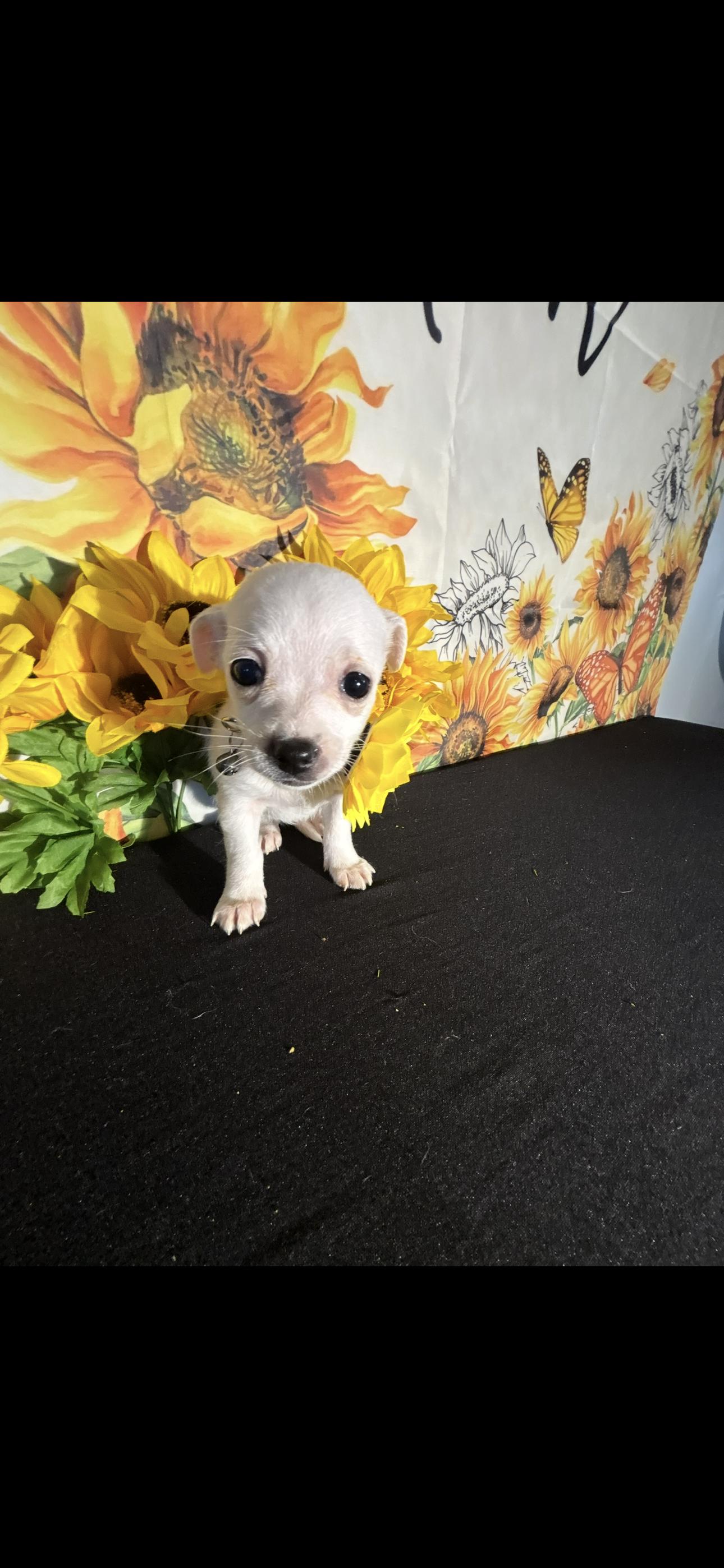 Leilani , an adopted Chihuahua in Cottonwood, CA image 2/6