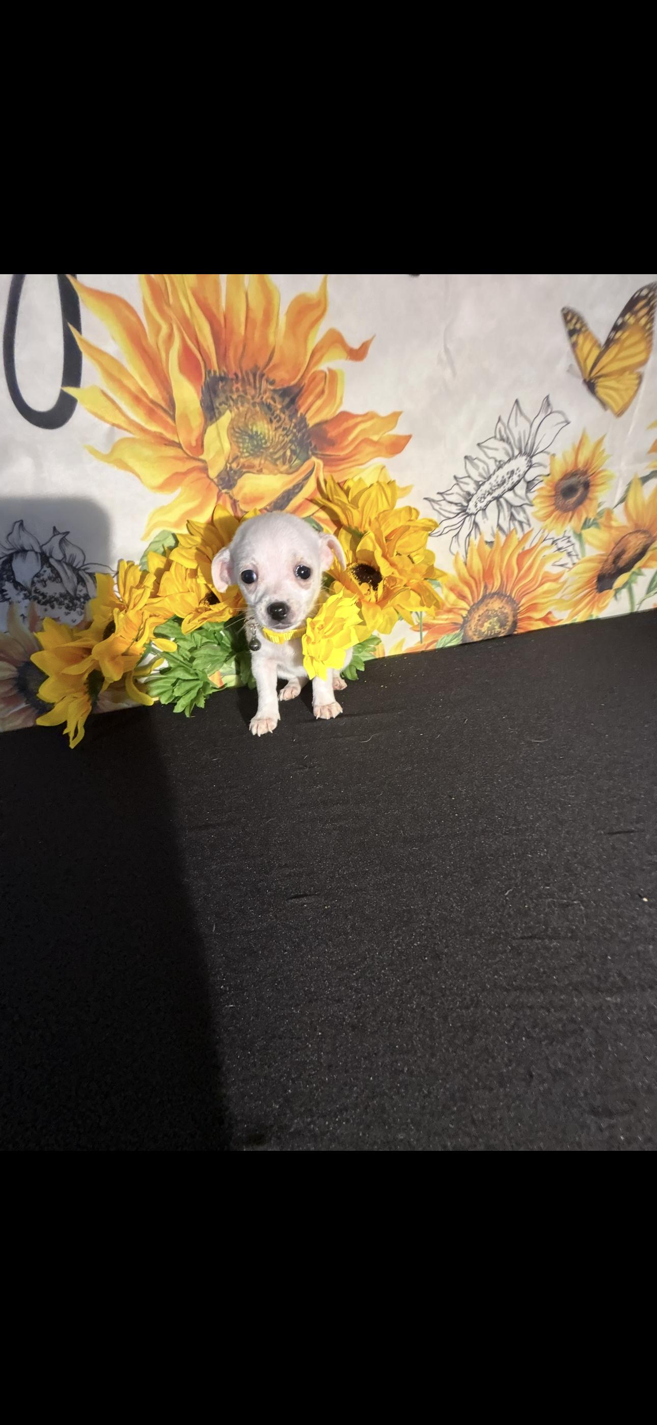 Leilani , adopted, Puppy Female Chihuahua.