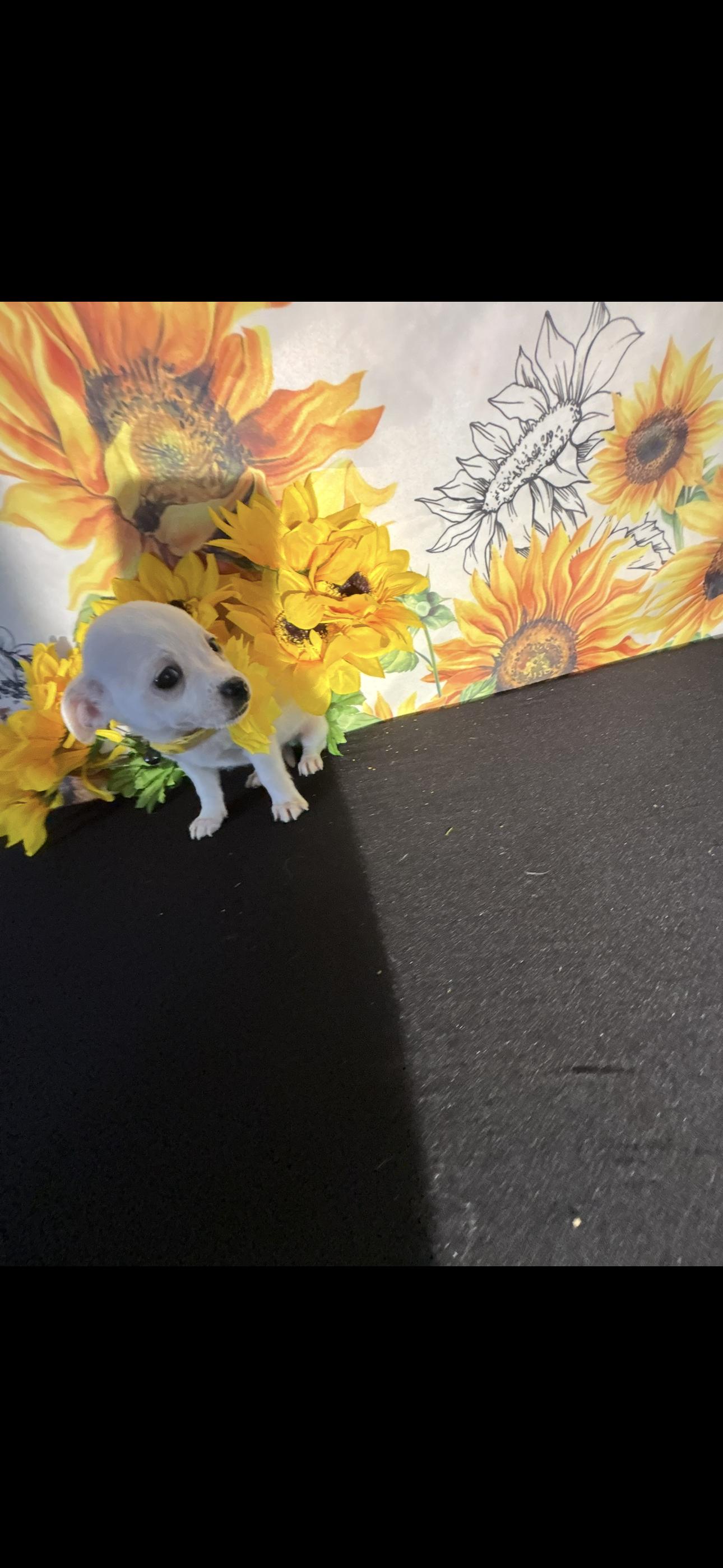 Leilani , an adopted Chihuahua in Cottonwood, CA image 6/6