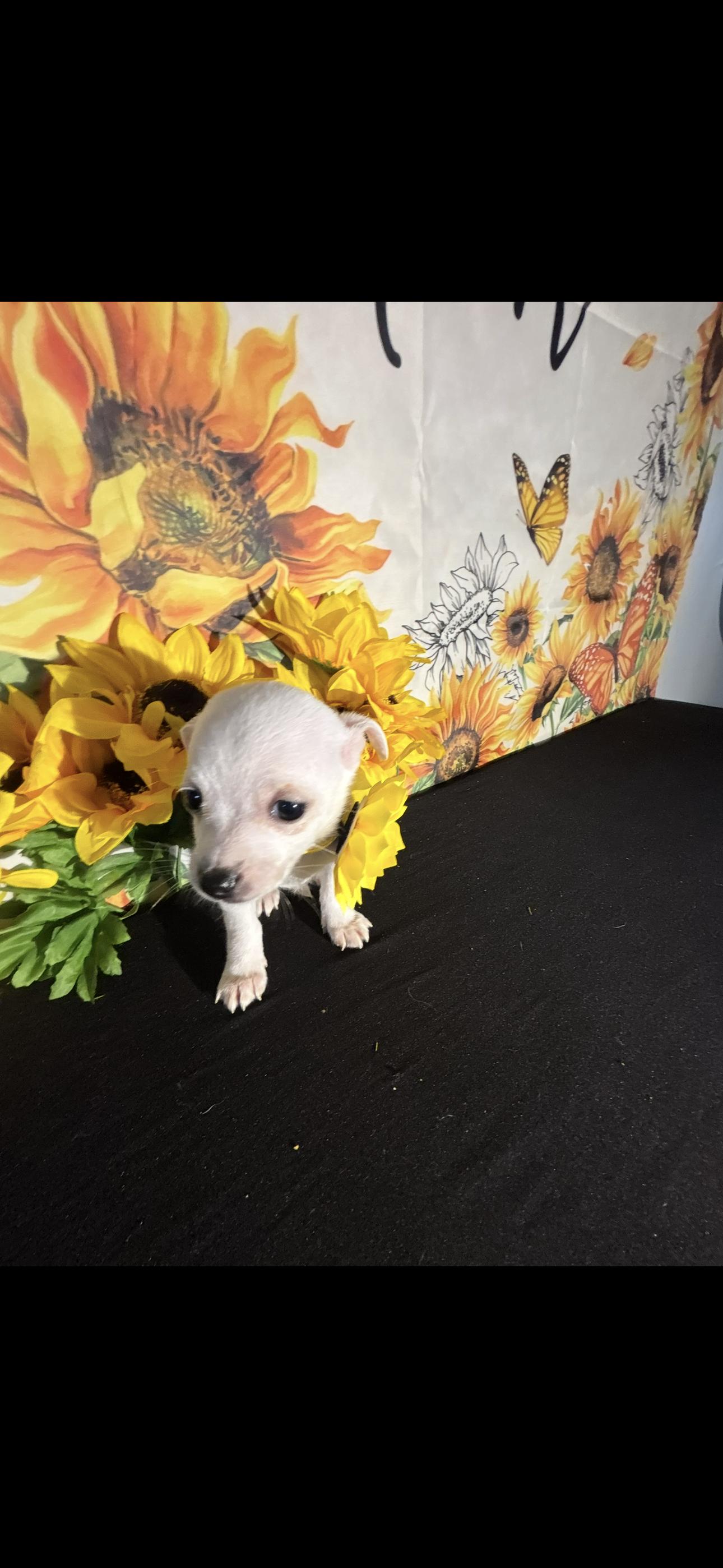 Leilani , an adopted Chihuahua in Cottonwood, CA image 4/6