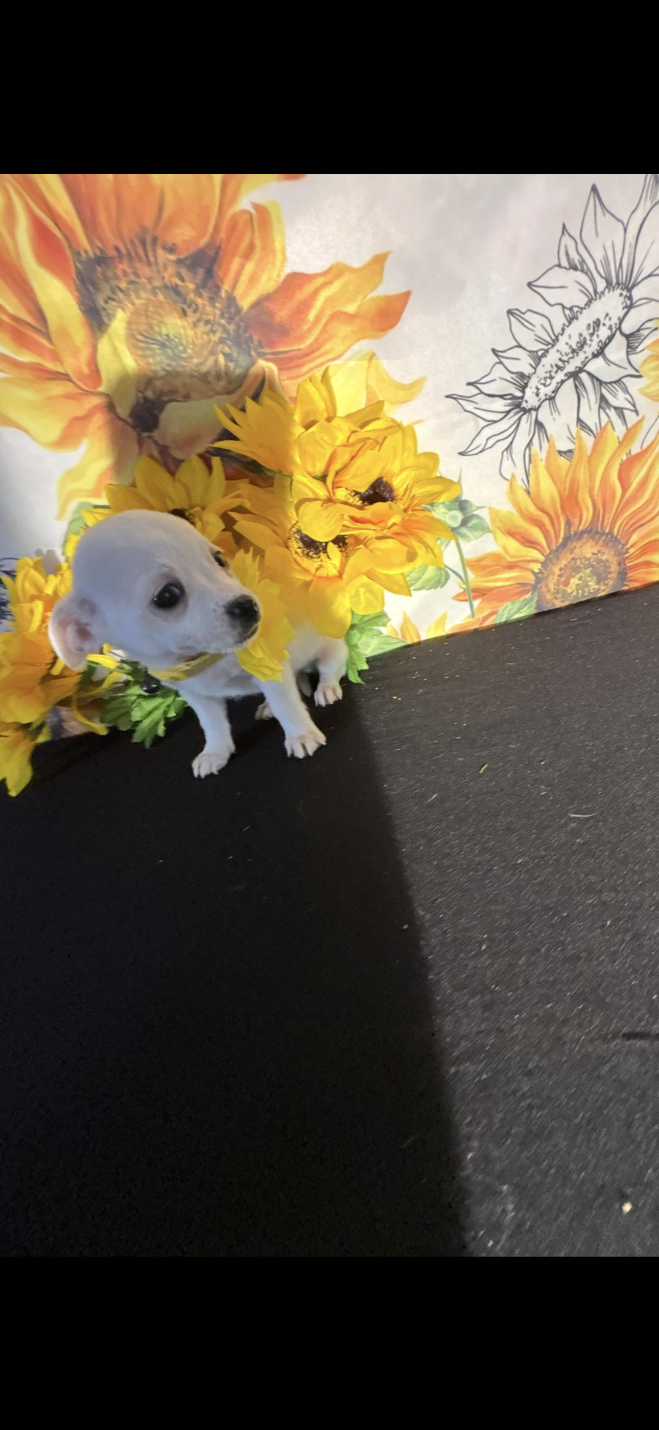 Leilani , an adopted Chihuahua in Cottonwood, CA image 3/6