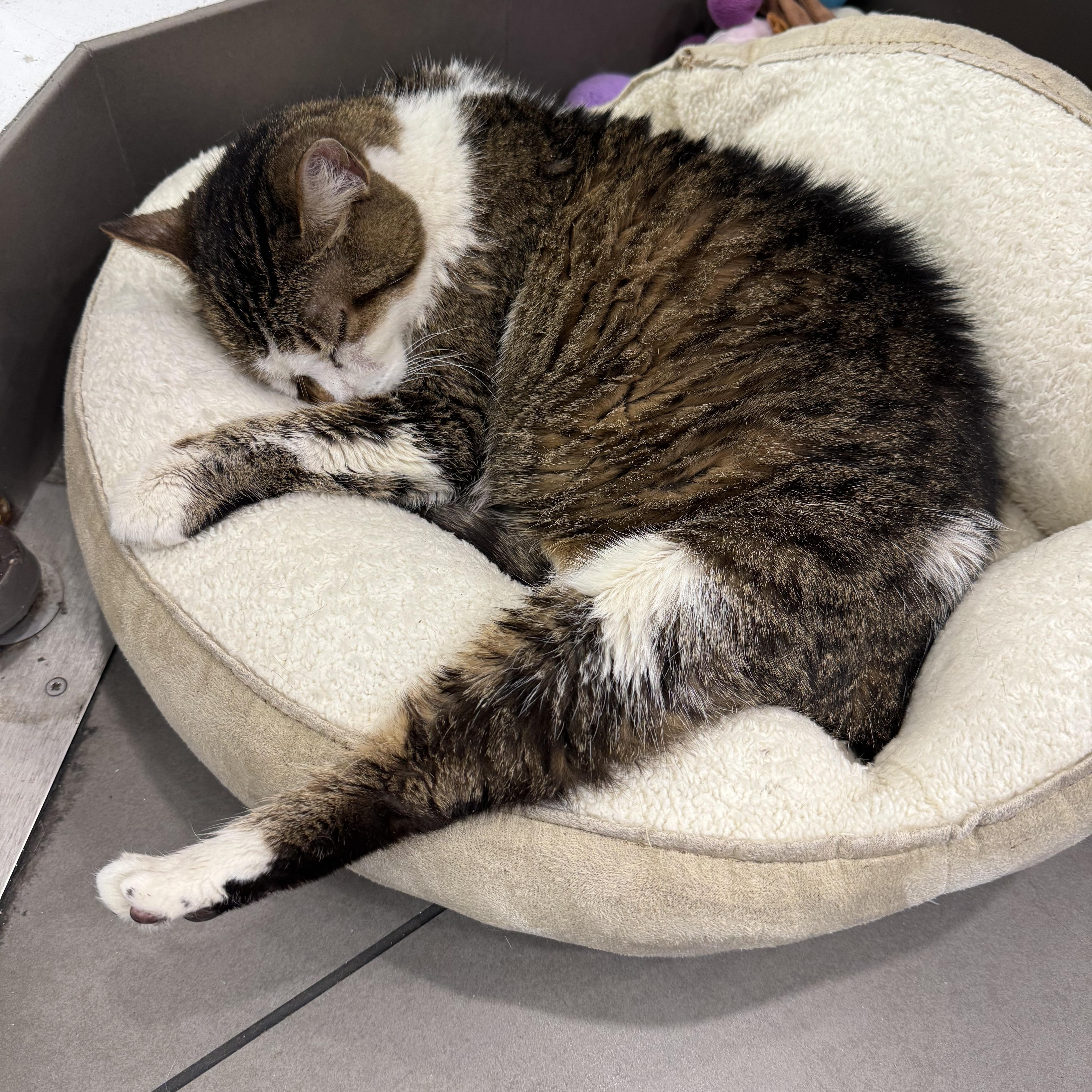 Enlarge Rosemary, a ADOPTABLE Domestic Short Hair in New York, NY image 1/5
