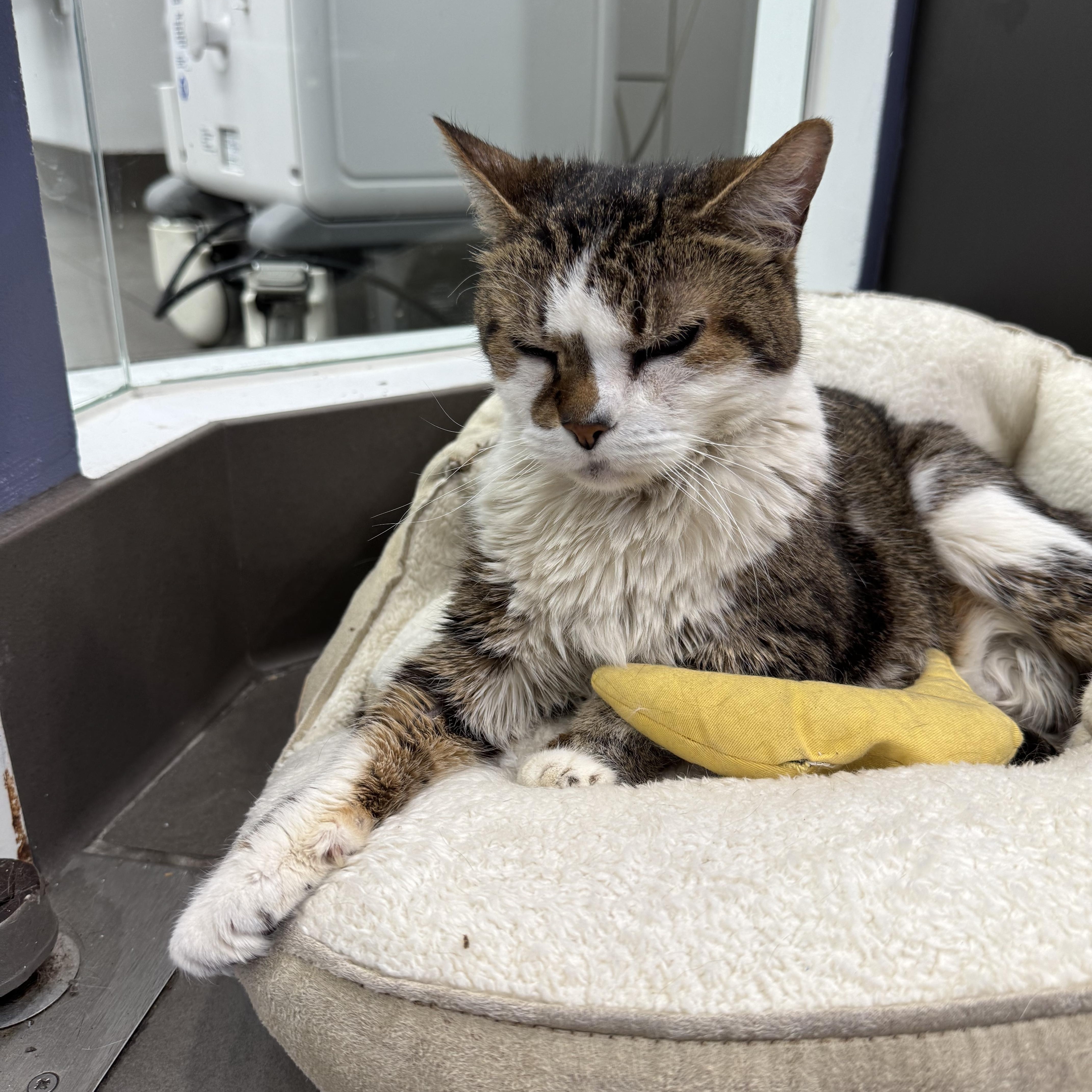 Enlarge Rosemary, a ADOPTABLE Domestic Short Hair in New York, NY image 3/5
