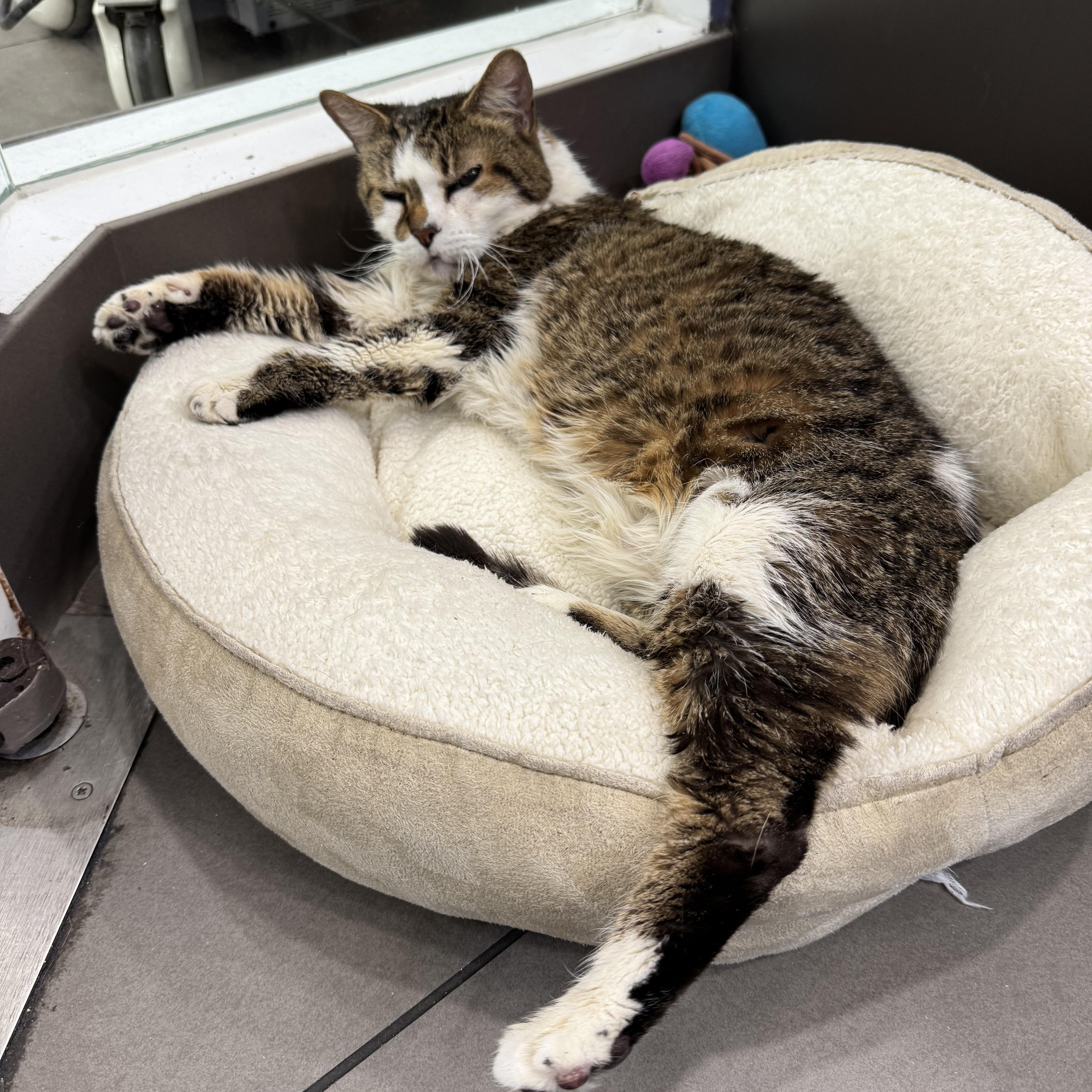 Enlarge Rosemary, a ADOPTABLE Domestic Short Hair in New York, NY image 5/5