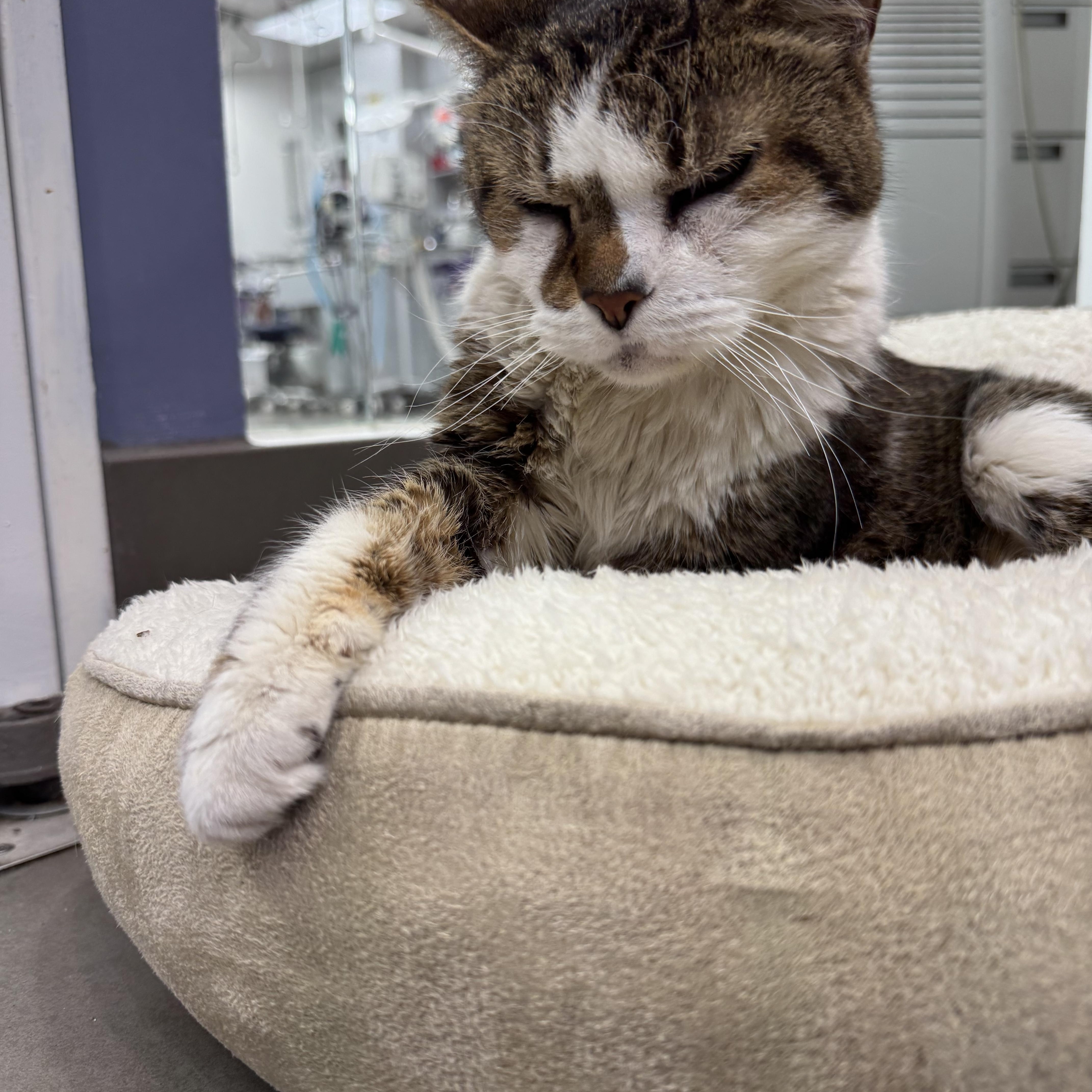 Enlarge Rosemary, a ADOPTABLE Domestic Short Hair in New York, NY image 2/5