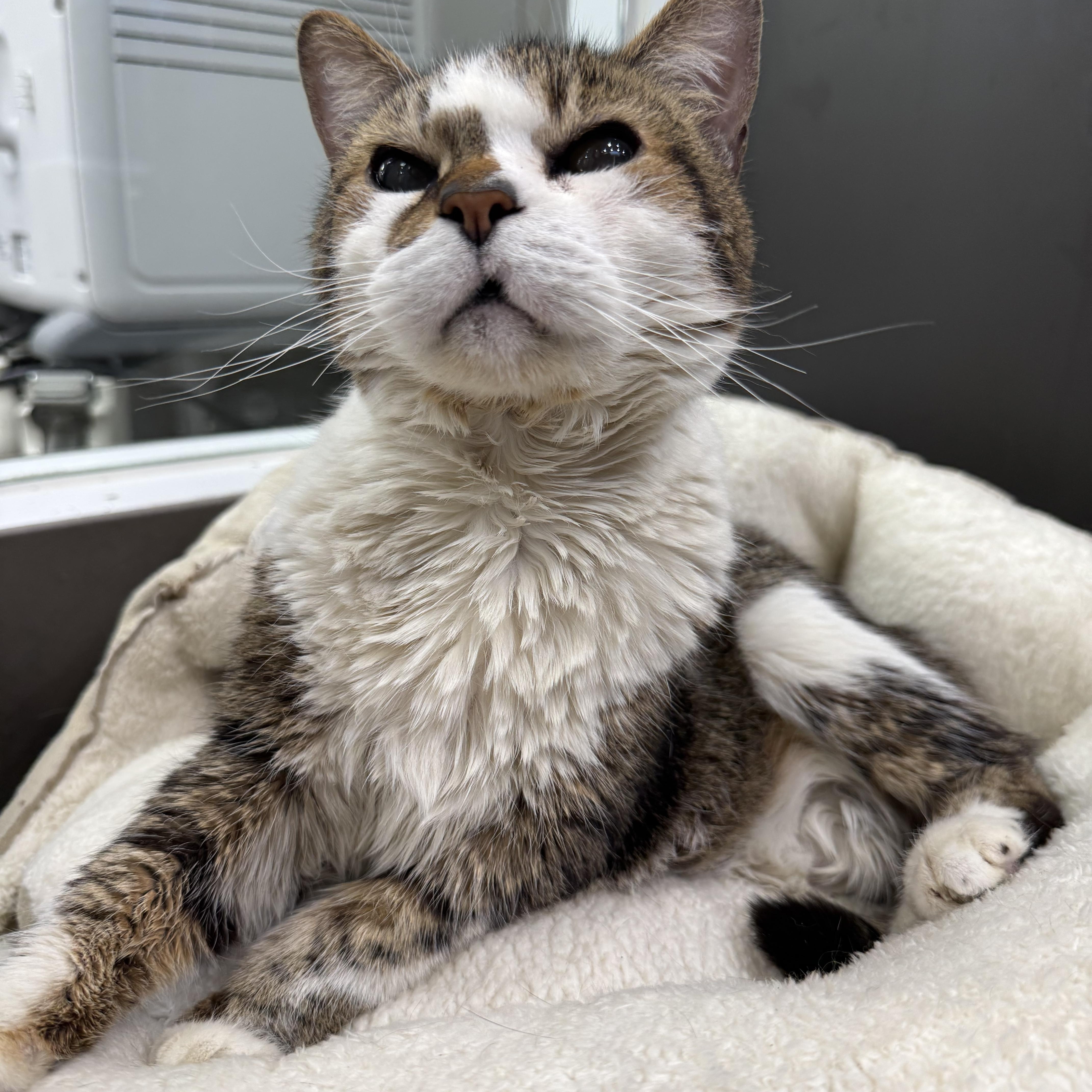 Enlarge Rosemary, a ADOPTABLE Domestic Short Hair in New York, NY image 4/5