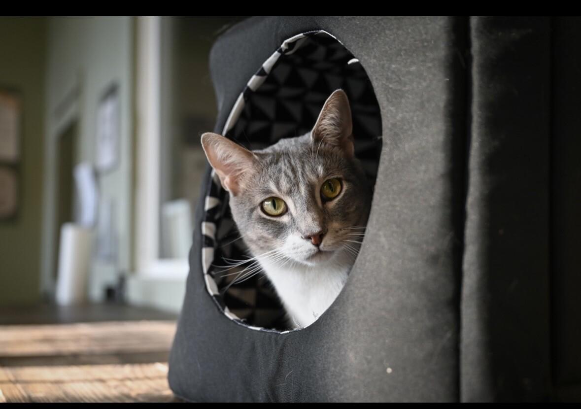 Enlarge Kirby, a Adoptable Domestic Short Hair in Grand Rapids, MI image 1/6