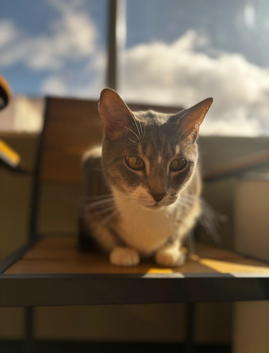 Enlarge Kirby, a Adoptable Domestic Short Hair in Grand Rapids, MI image 2/6