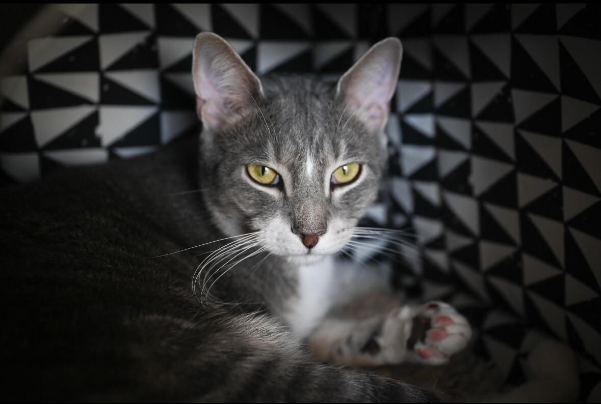 Enlarge Kirby, a Adoptable Domestic Short Hair in Grand Rapids, MI image 3/6