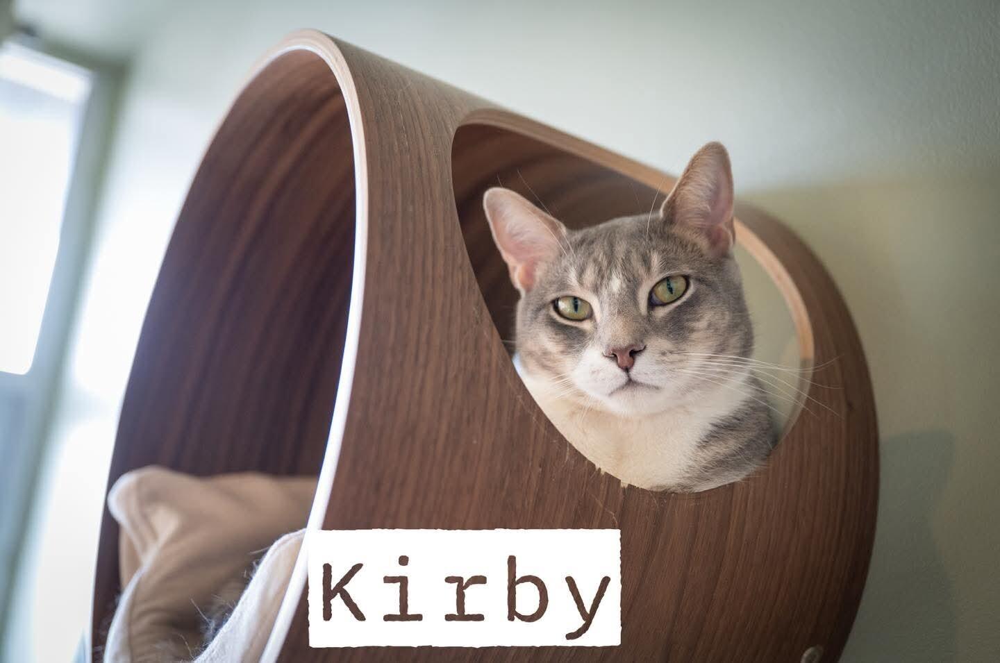 Enlarge Kirby, a Adoptable Domestic Short Hair in Grand Rapids, MI image 4/6