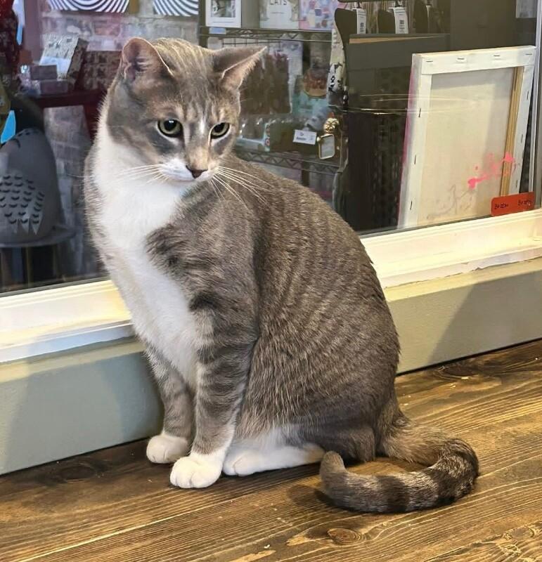 Enlarge Kirby, a Adoptable Domestic Short Hair in Grand Rapids, MI image 5/6