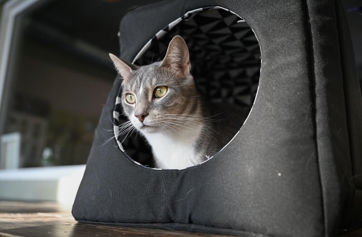 Enlarge Kirby, a Adoptable Domestic Short Hair in Grand Rapids, MI image 6/6