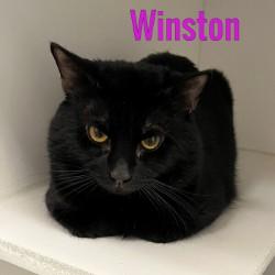 Enlarge Winston, a ADOPTABLE Domestic Short Hair in Pleasantville, NJ image 1/1