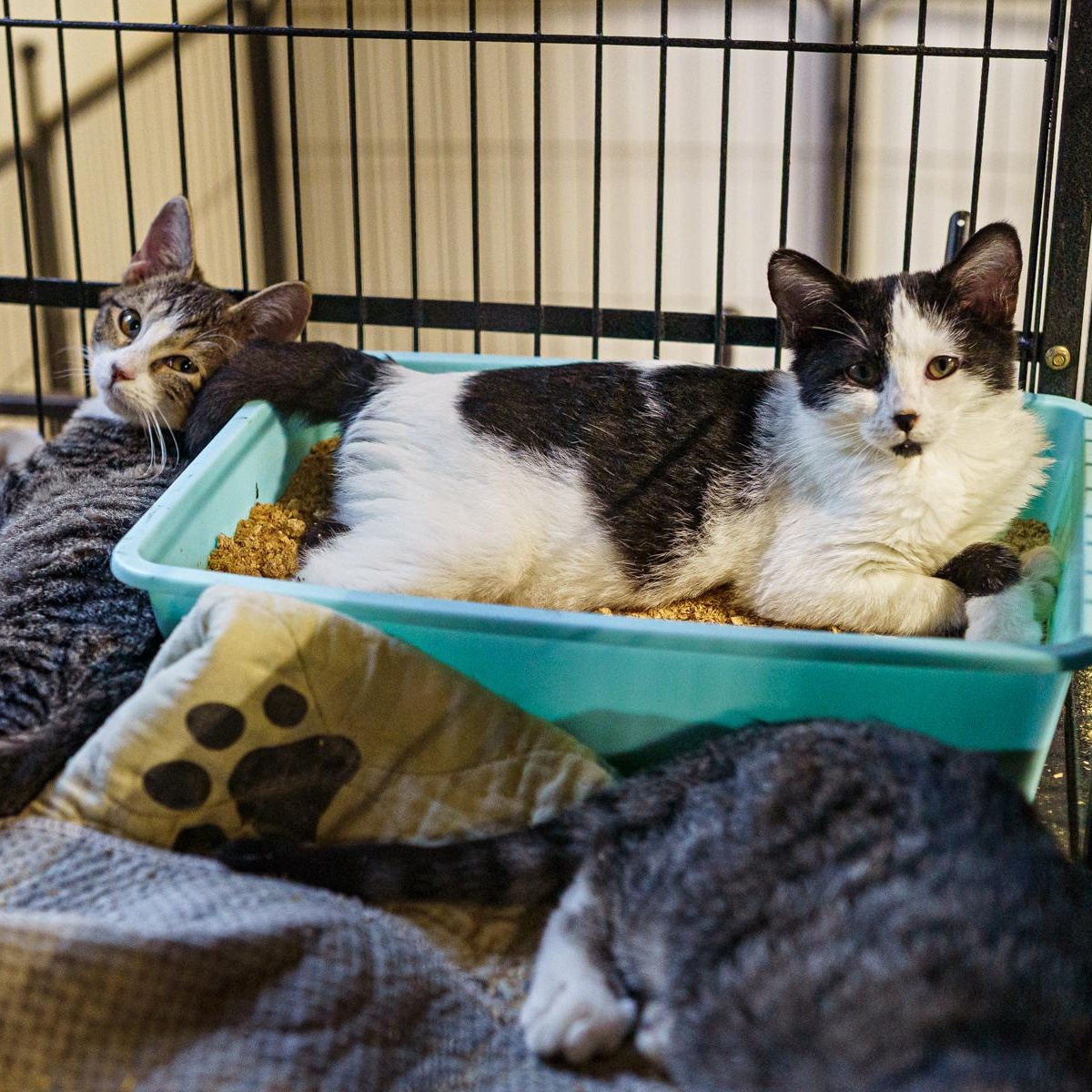 Rossi, Reid (BW), Prentiss and Garcia (the only female), an adopted American Shorthair in LAMPASAS, TX image 4/4