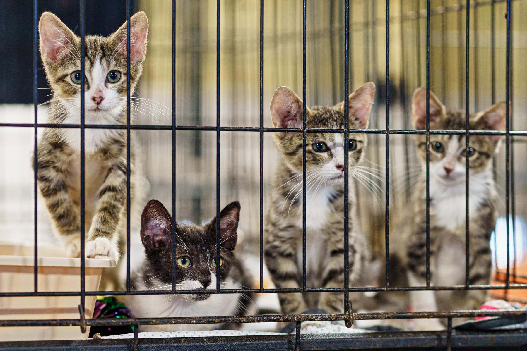 Rossi, Reid (BW), Prentiss and Garcia (the only female), an adopted American Shorthair in LAMPASAS, TX image 2/4