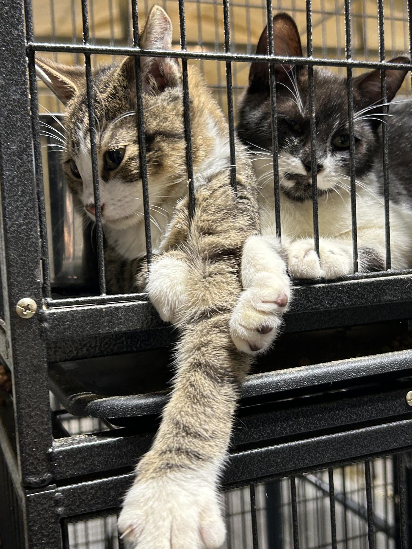 Rossi, Reid (BW), Prentiss and Garcia (the only female), an adopted American Shorthair in LAMPASAS, TX image 3/4