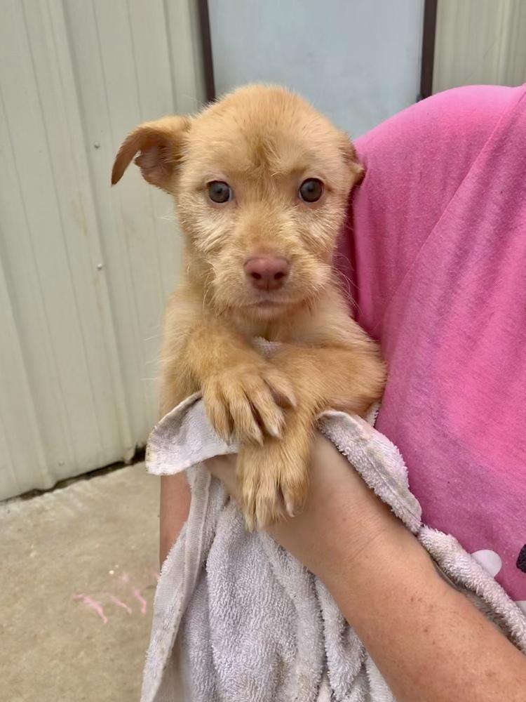 Mia, Adoptable, Puppy Female Labrador Retriever.