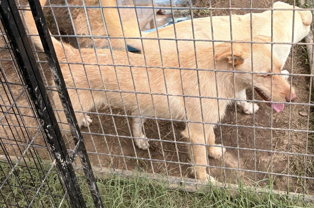 Enlarge Mia, a Adoptable Labradoodle in Crystal Springs, MS image 2/3
