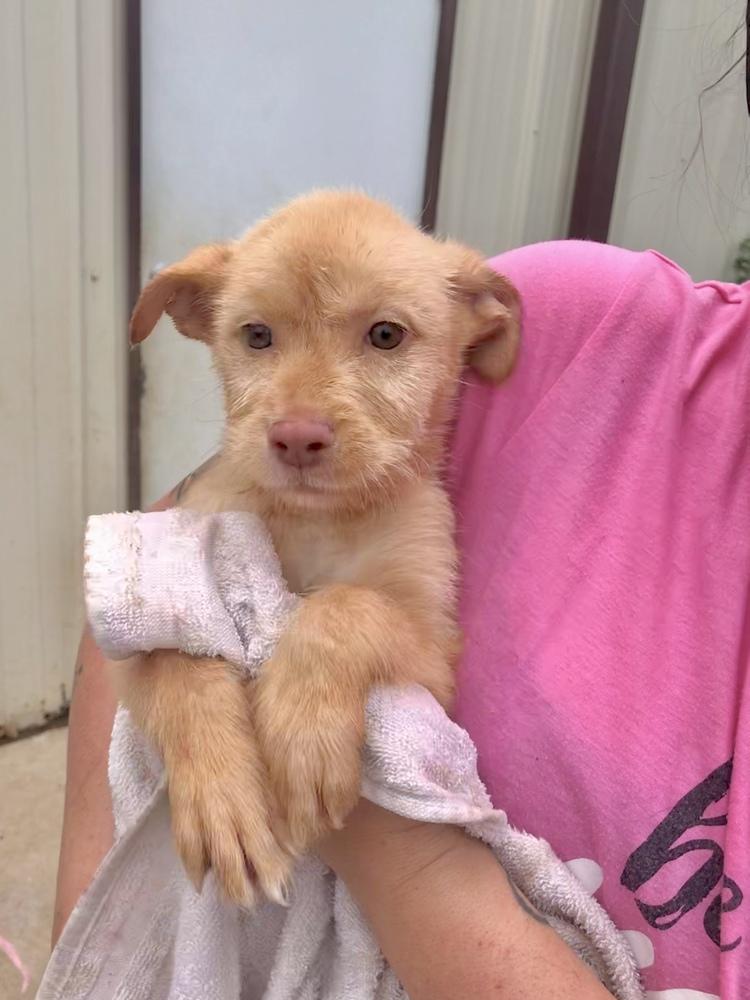 Enlarge Mia, a Adoptable Labrador Retriever in Crystal Springs, MS image 2/2