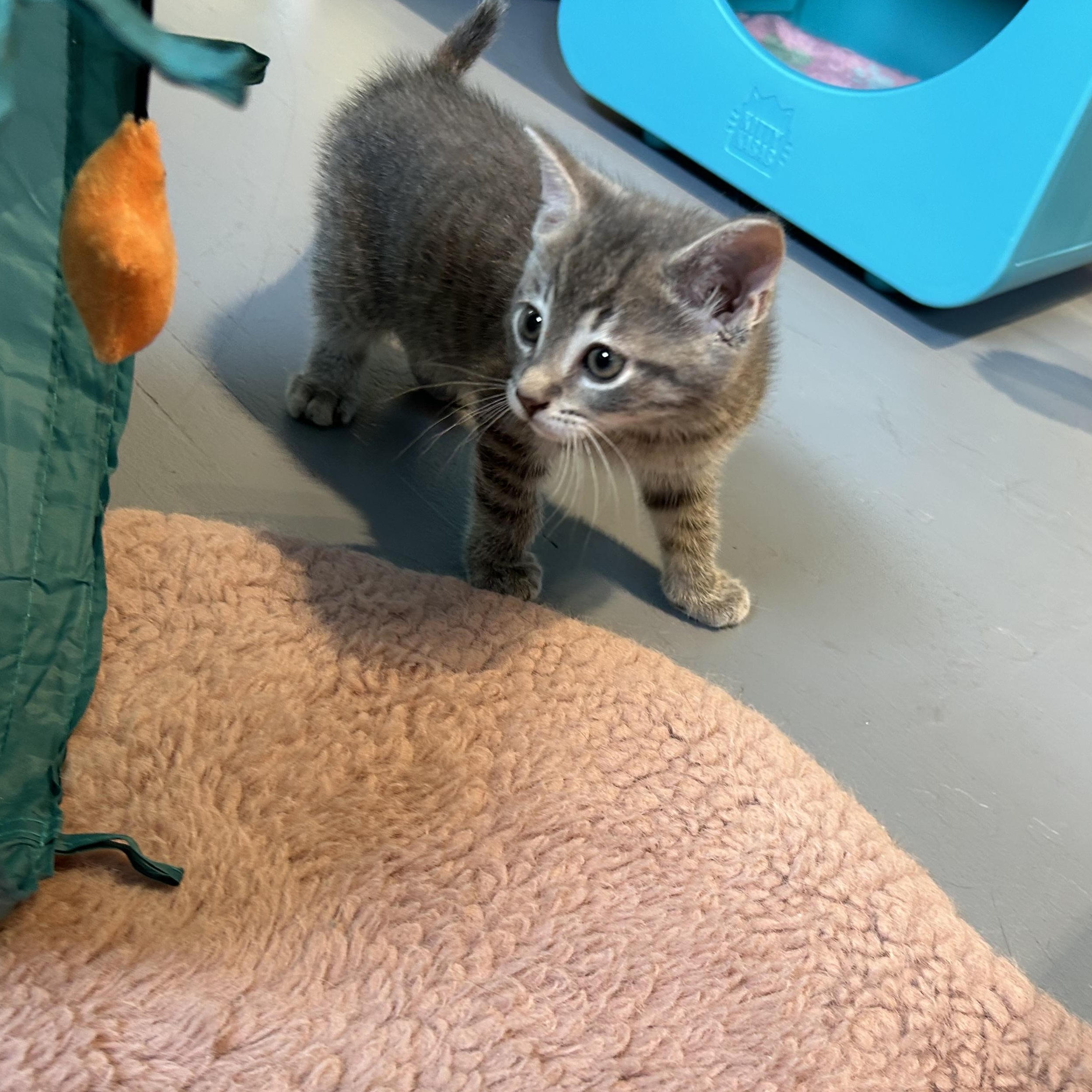 Enlarge Muffin, an adopted Domestic Short Hair in Brockport, NY image 3/4