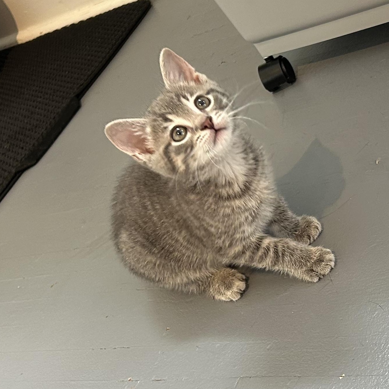 Enlarge Muffin, an adopted Domestic Short Hair in Brockport, NY image 1/4