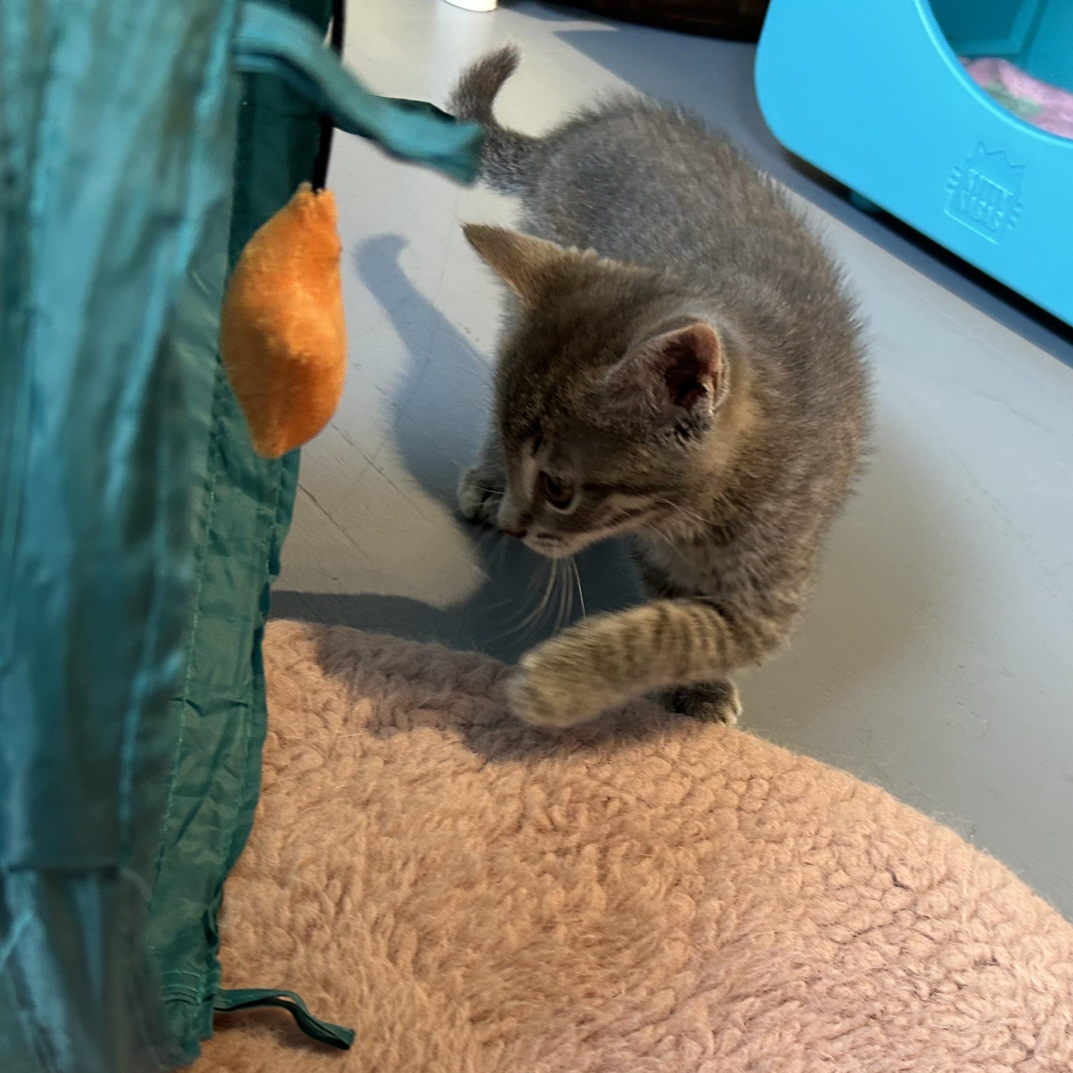 Enlarge Muffin, an adopted Domestic Short Hair in Brockport, NY image 4/4