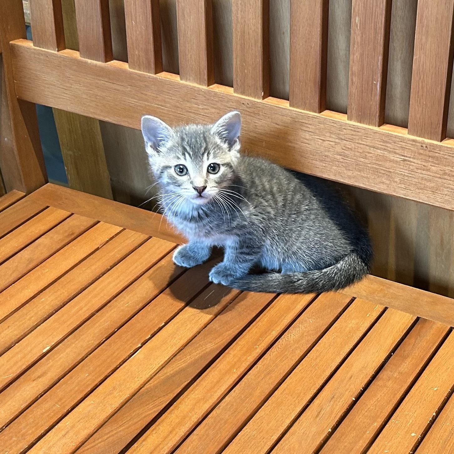 Enlarge Muffin, an adopted Domestic Short Hair in Brockport, NY image 2/4