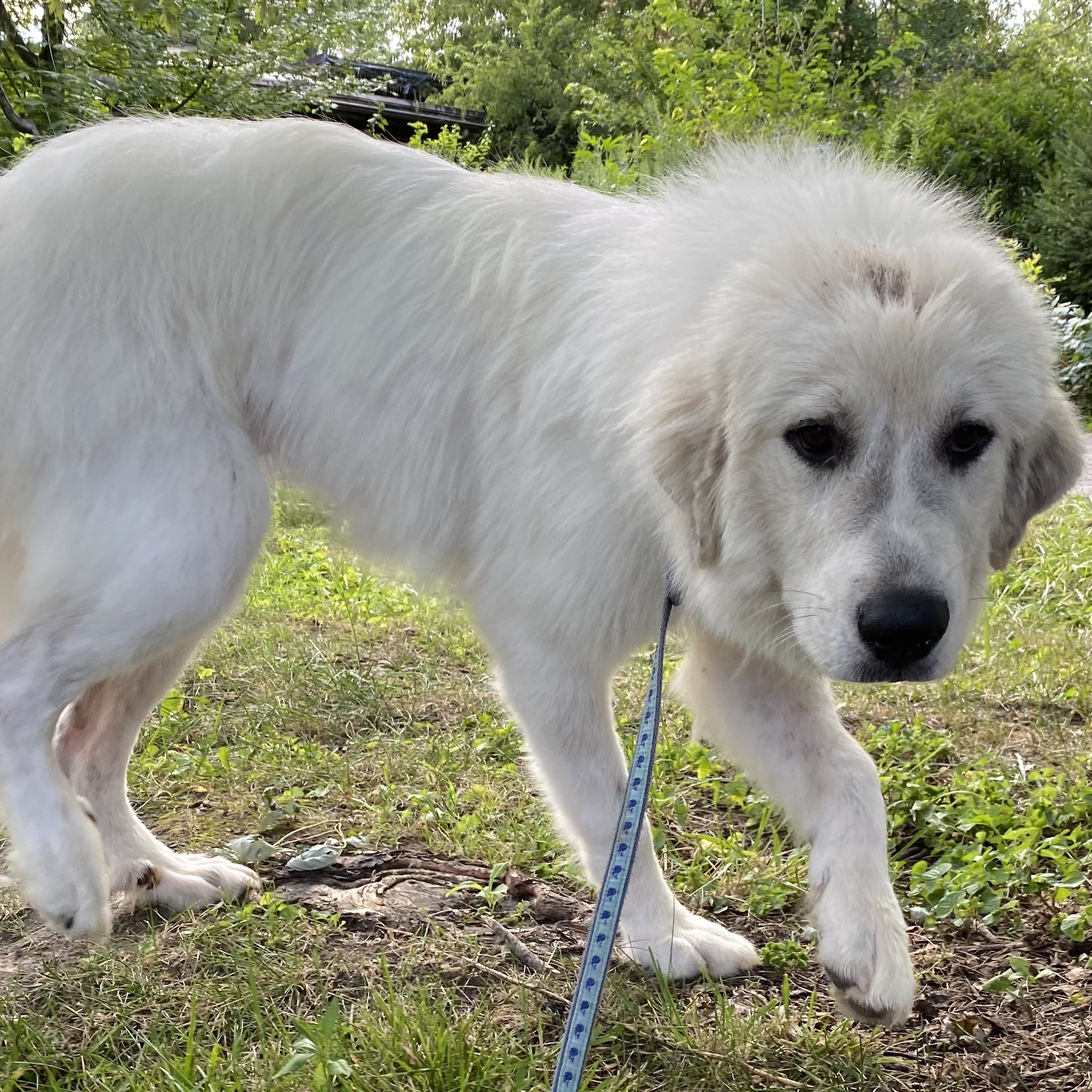 Aspen - Juvenile - Foster Needed photo 3