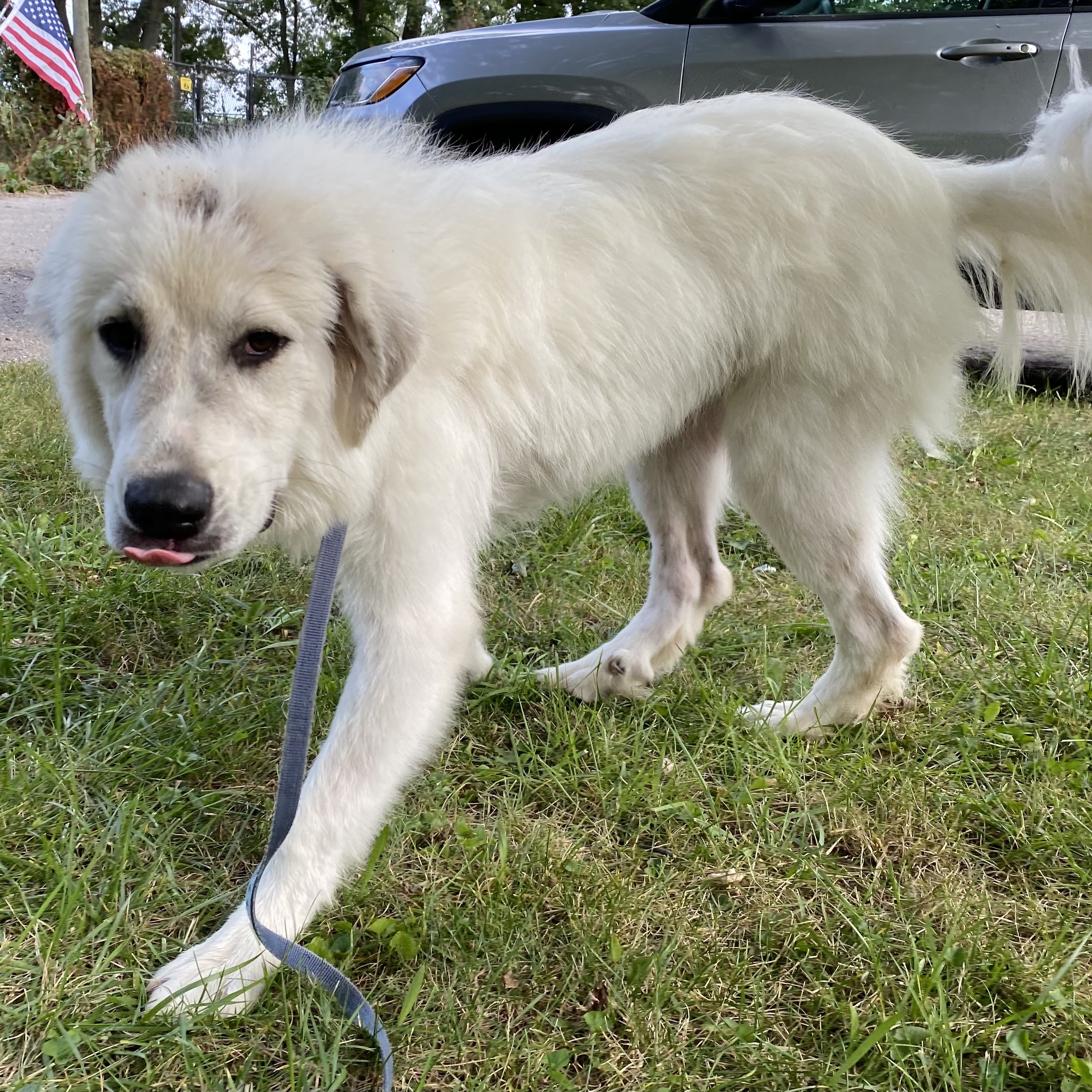 Aspen - Juvenile - Foster Needed photo 4