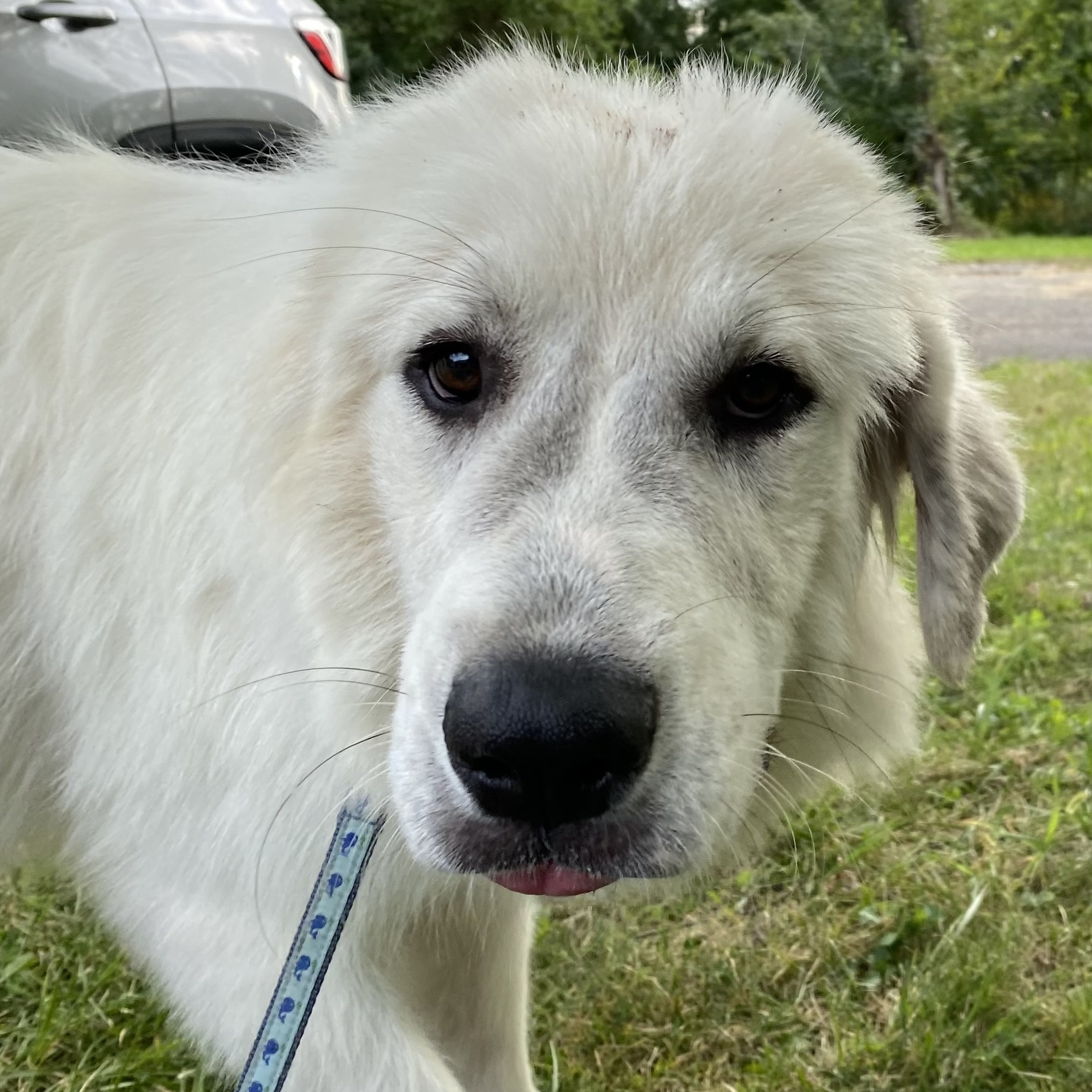 Aspen - Juvenile - Foster Needed photo 2